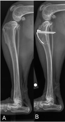 Does Fixing the Tibial Tuberosity Change the Stifle Forever? Long-Term Radiographic Insights After TTAF in Dogs