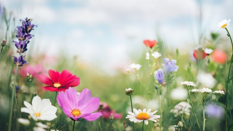 the aggression of spring