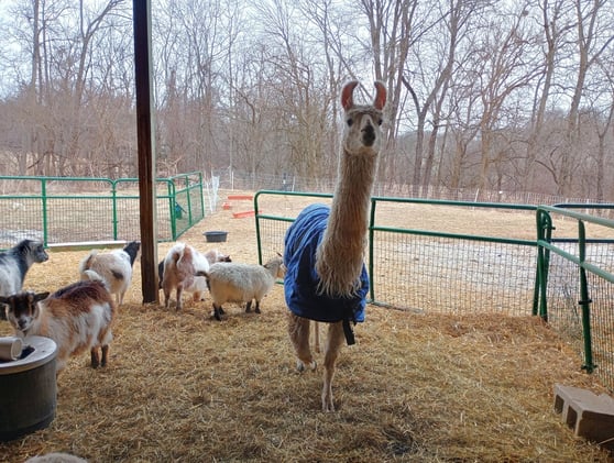 Ready for Snowmageddon