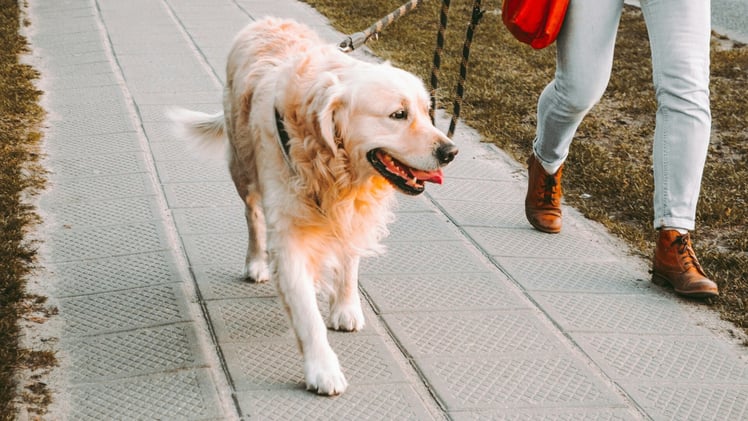 🐕 What do you need for your dog?