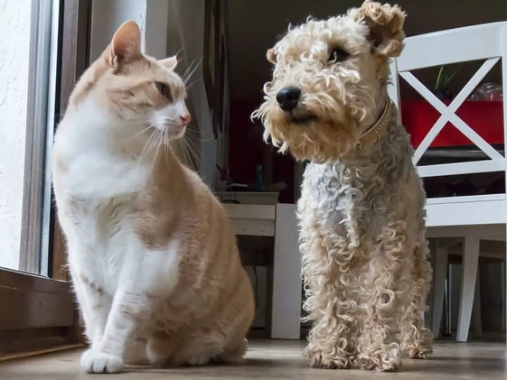 ¿Cuáles son los países con más mascotas en el mundo?