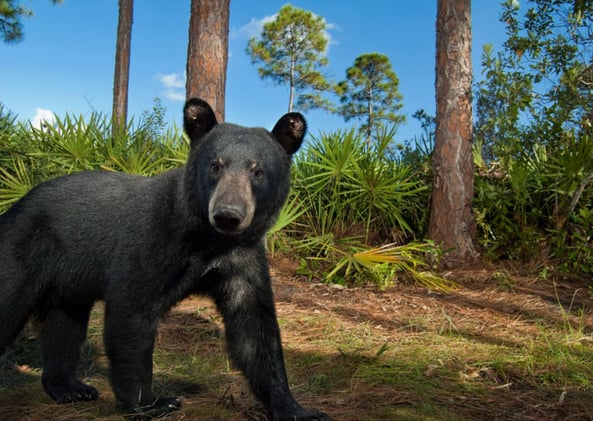 Florida Reports 52 Bears Harvested in First Black Bear Hunt in a Decade