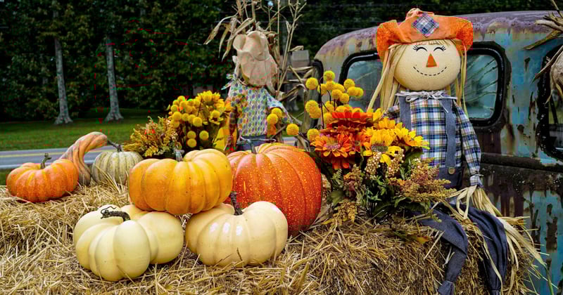 🍁 Frederick Fun This Week: Fall Vibes & Local Must-Sees