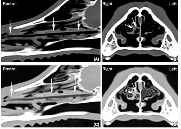 🐶 New CT Insights: Do Lung Window Settings Really Improve Detection of Nasal Foreign Bodies in Dogs?