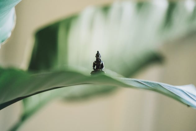 Puff, Puff, Relief: The Top 5 Cannabis Strains for Pain Management