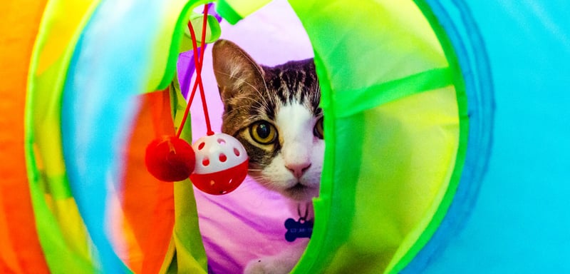 No More Bored Cats!
