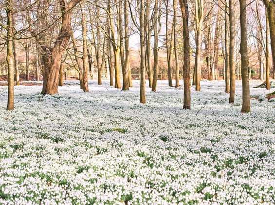 Oxford News By Hana Edition 42