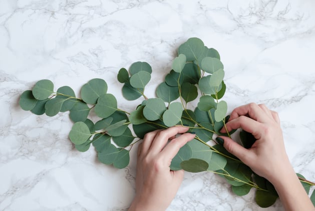 The Health Benefits of Eucalyptus Leaves