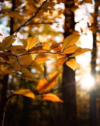 Frost is Coming: Here's Your Last Chance Fall Checklist