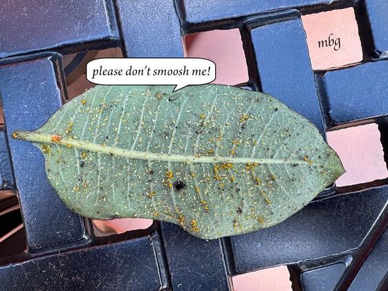 🦋 Eastern GIANT Swallowtails + Long-term Strategies for Aphids❓🙃
