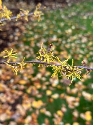 Are You a Good Witch or a Butt Witch? 🍑