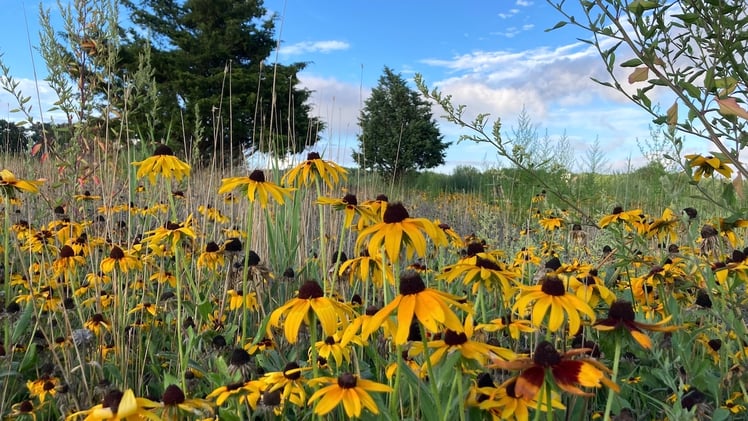 This Morning's Bulletin — 8.19.25