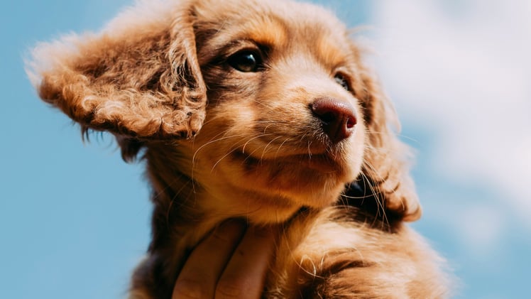 🐕 How much do you spend on your dog?