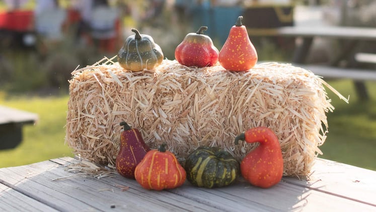 🏠 Two Hotels Coming Near Joe Davis Stadium