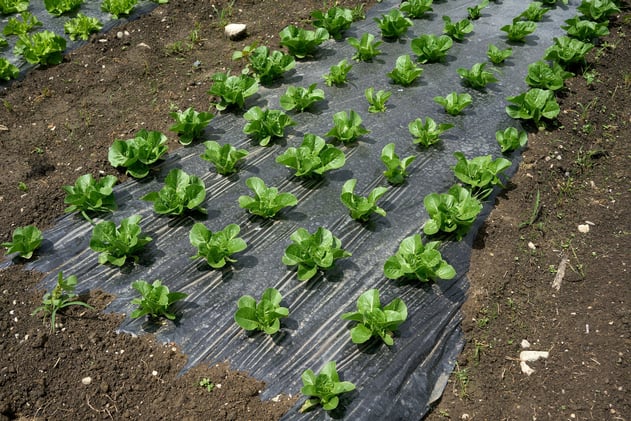 Dicky Bill Group enters voluntary administration after weather shocks and lease terminations halt operations