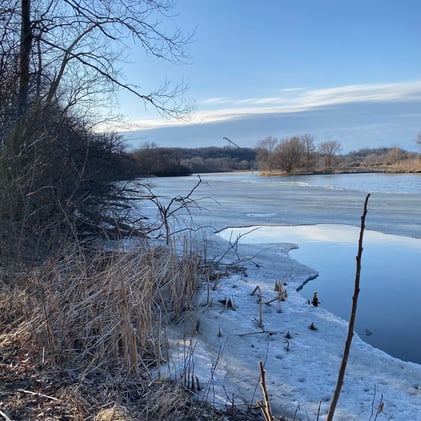 The Legislature Eyes Changes in a Seedling Market