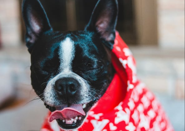 🐕 Create a dog photo book