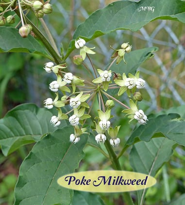  Two FINAL Milkweed Ideas