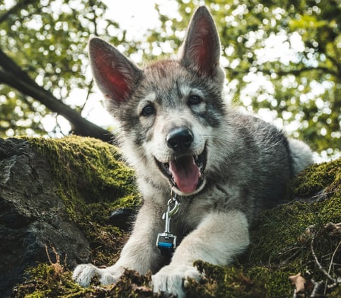 🐕 The most overlooked part of your dog's health