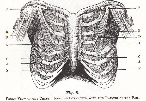 Introducing I HAVE A RIBCAGE; YOU HAVE A RIBCAGE