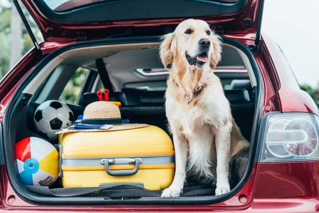 Top Useful Tips When Travelling with Your Pets