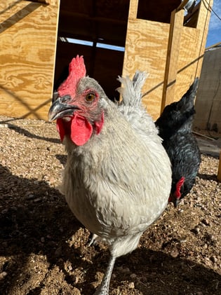 The Community Bulletin