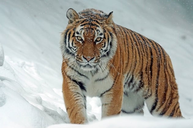 Defend the Endangered Species Act Before It’s Too Late