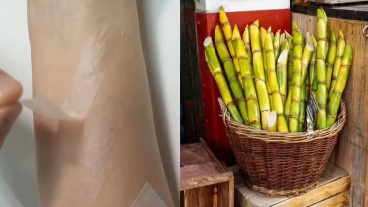 Curativo de Cana-de-açúcar