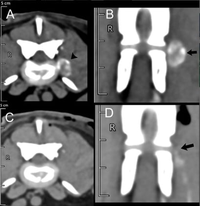 When Prevention Backfires: Nerve Root Compression After Prophylactic Disc Fenestration in a Dog