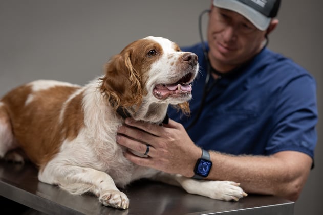 A Drug That Could Extend Your Dog's Life Just Got FDA-Cleared