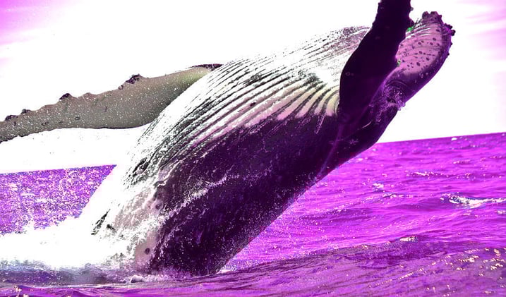 Ripple Moves 73,200,000 XRP As Bitcoin and Tron Whales Move Crypto by the Millions
