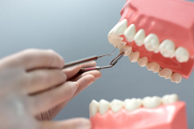 🌞 Regrowing Teeth?
