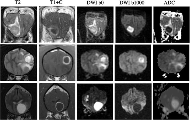 DWI Breakthrough: MRI Metric Accurately Identifies Canine Brain Abscesses Among Ring-Enhancing Lesions