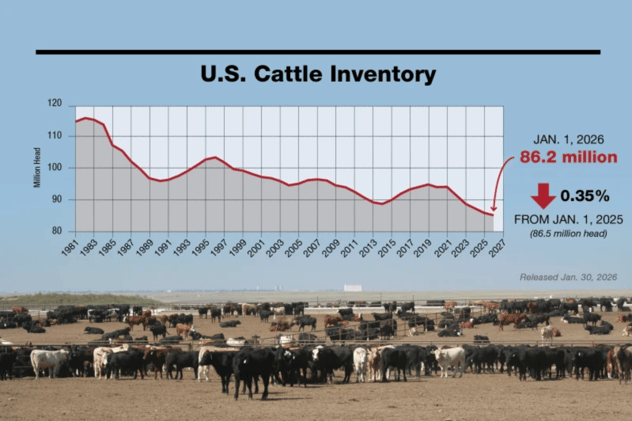 🐂 The Future of Cattle