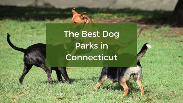 🐶 CT's Best Dog Parks, Secret Beaches & Half-Price Movie Nights