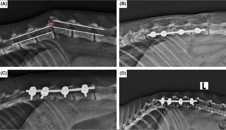 Fixing feline spinal fractures....