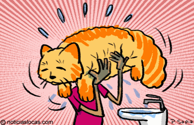 Lanzan una toalla para amantes de los gatos