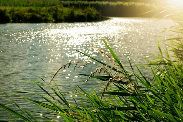 Summerville Weekly: July 15th