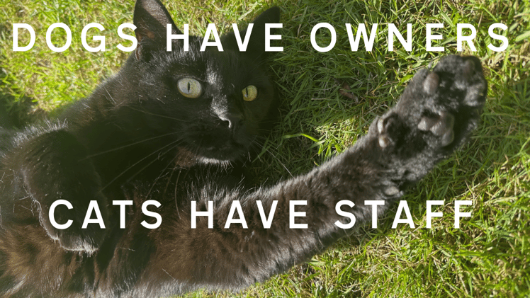 Dogs Have Owners, Cats Have Staff