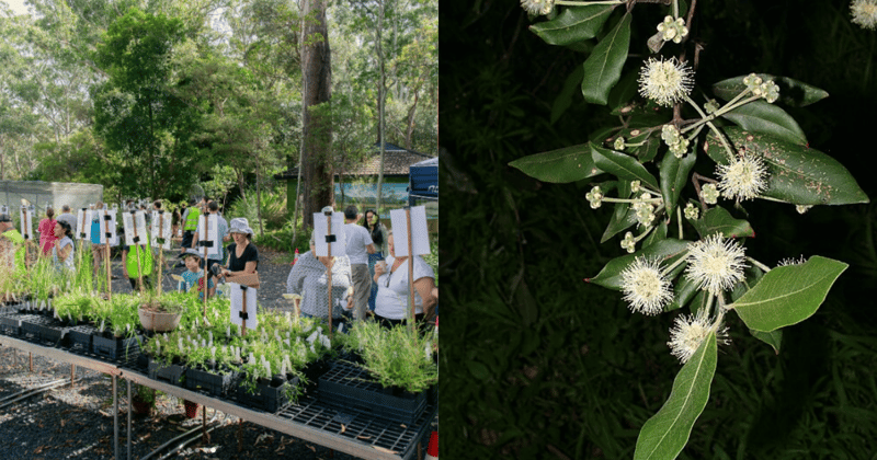 Keen on growing more native flora in your backyard?
