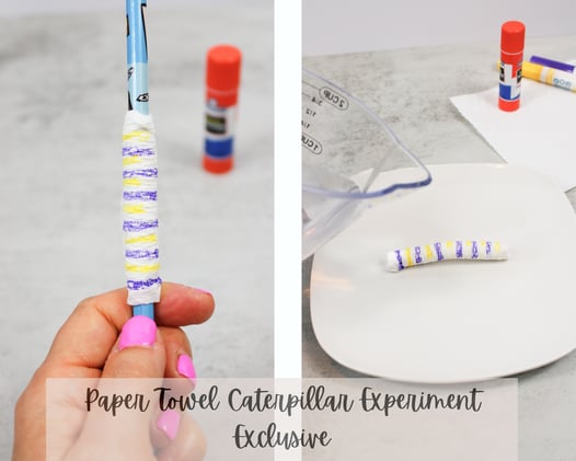 Paper Towel Caterpillar Experiment W/ Full OVERHEAD VIDEO! {Exclusive} SOLD