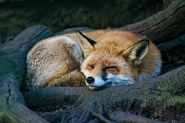 Fox facts and 'tasteless design'