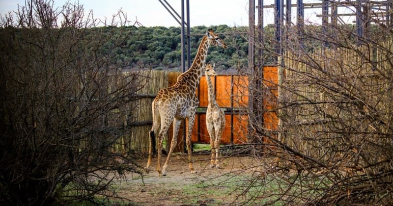 Why Africa needs multi-species conservation hubs