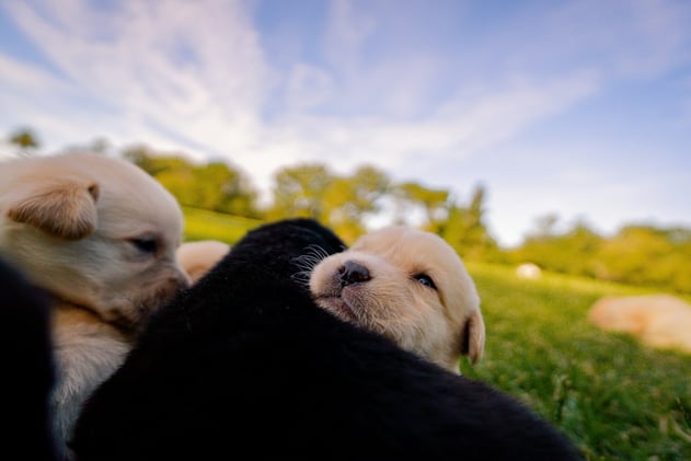 🐕 Does your dog lick their paws?