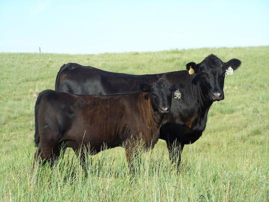 📊 Tracking Cow Costs