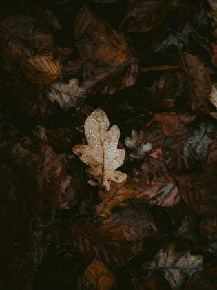 What Comes After Destruction