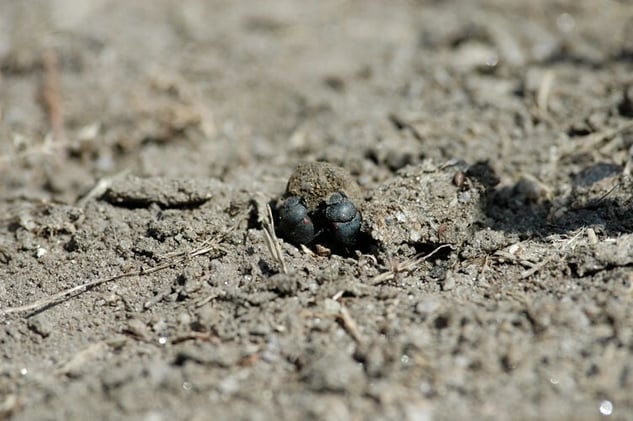 What shall I tell the Dung Beetles who ask why we hid their Milky Way?