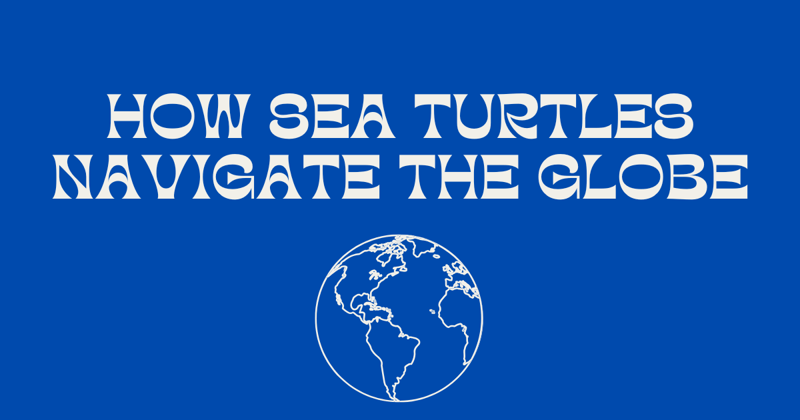 How Sea Turtles Navigate the Globe