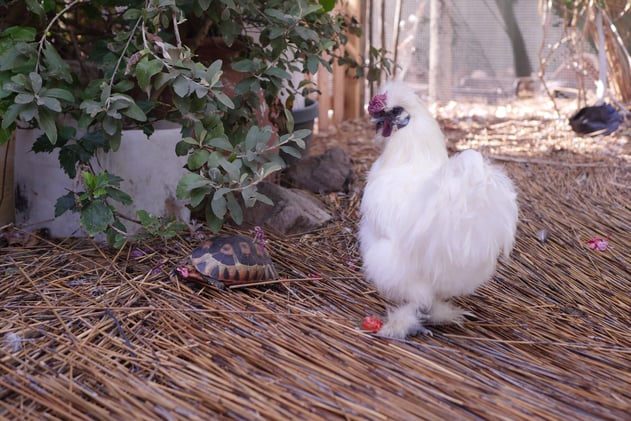 Growing Mondays: Growing for subsistence, growing for market