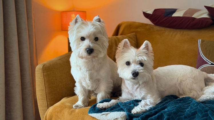 Should Sami get a sibling? ❤️🐾